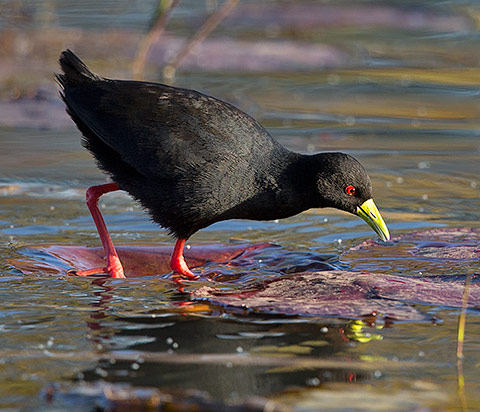 Black Crake